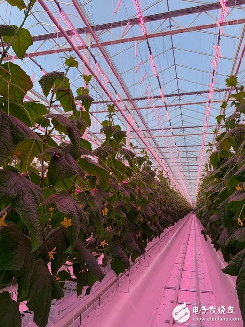 两家法国蔬菜种植商使用昕诺飞的LED园艺照明灯 将助力全年培植黄瓜