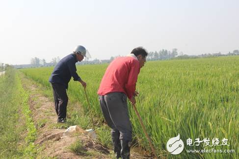 杂交水稻制种进入关键阶段，植保无人机助力进行空中喷洒赤霉素