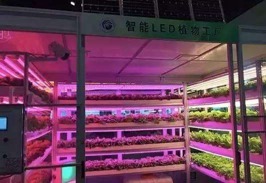 “智能LED植物工厂” 土地利用和农作方式的颠覆性技术