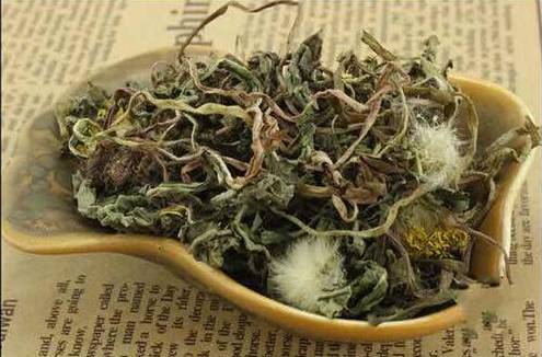 蒲公英茶的功效与作用